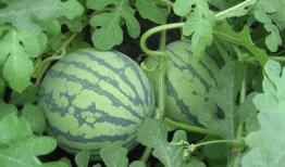 盐城吃瓜爆料视频最新,揭秘当地热门事件幕后真相